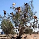 Άβαταρ μέλους