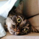 Άβαταρ μέλους